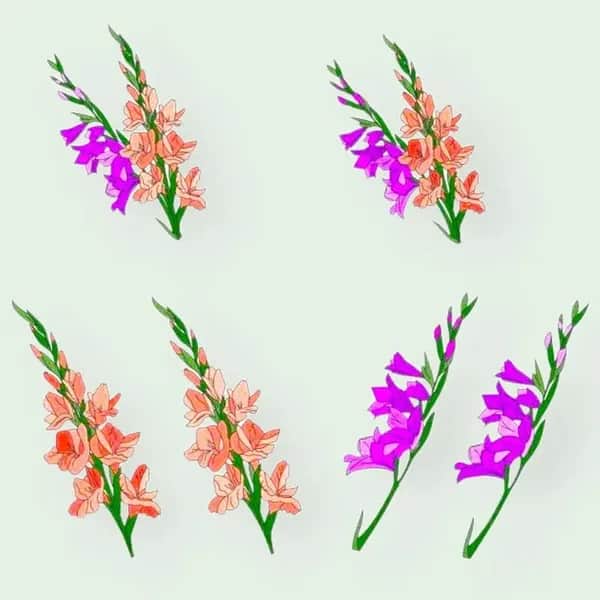 Stickdatei Blumen Gladiolen