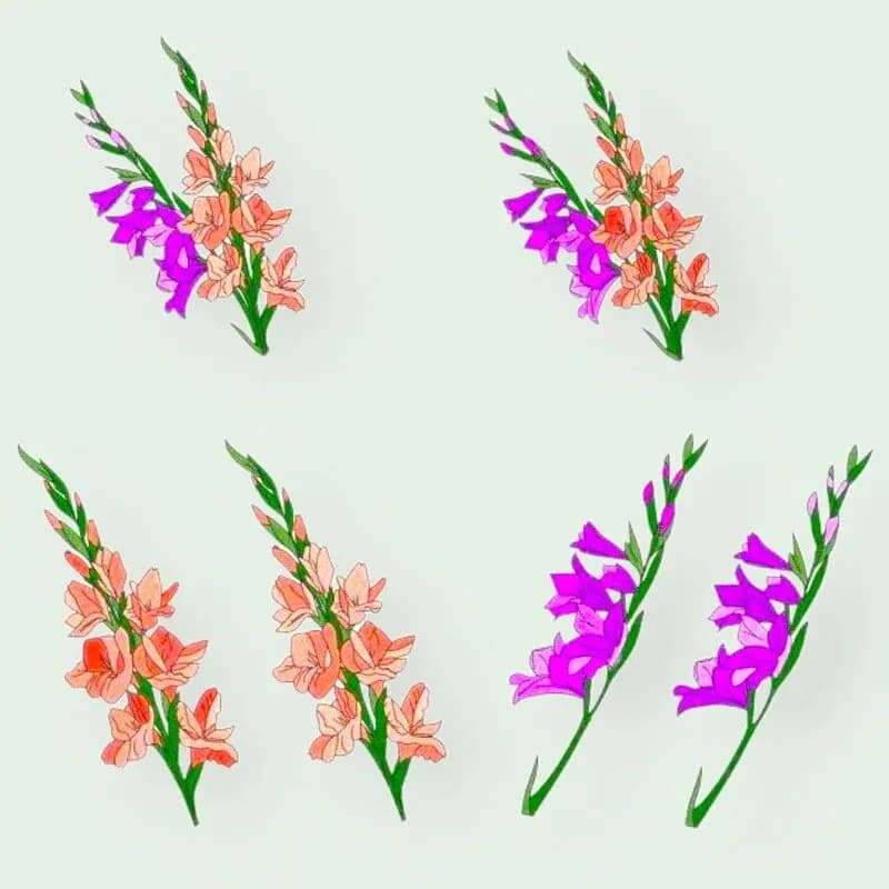 Stickdatei Blumen Gladiolen